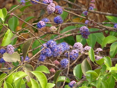 Memecylon umbellatum
