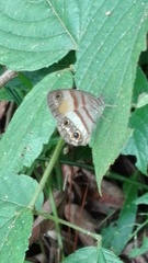Cissia