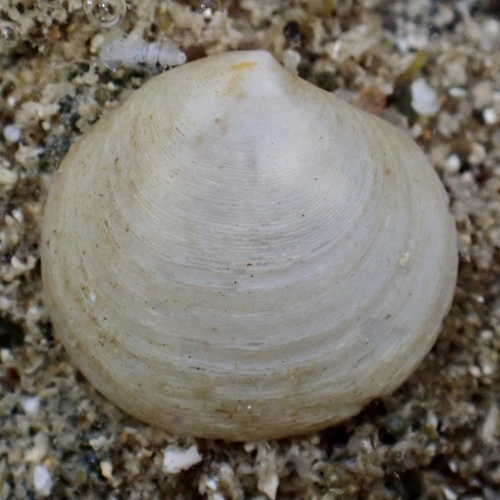 Semele australis observed 2024-11-09