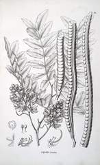 Cassia leiandra