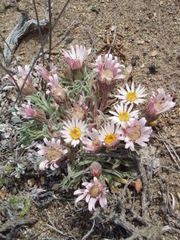 Townsendia florifera