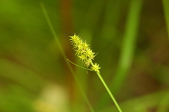 Carex arcta