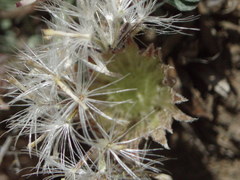 Townsendia florifera