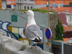 Larus michahellis