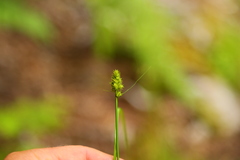 Carex arcta