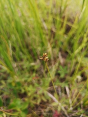 Carex tenuiflora