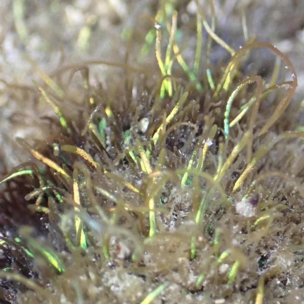 Coelothrix irregularis