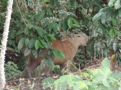 Hydrochoerus isthmius