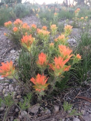 Castilleja applegatei breweri