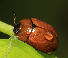 Gonioctena fulva