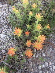 Castilleja applegatei breweri