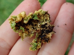 Podostictina pickeringii