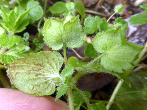 Crested Field-speedwell (Veronica crista)