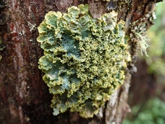 Podostictina pickeringii