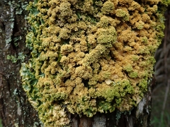 Podostictina pickeringii