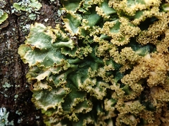 Podostictina pickeringii