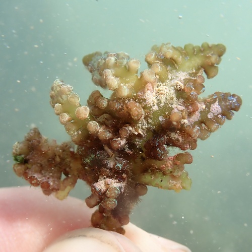 Chondrophycus undulatus
