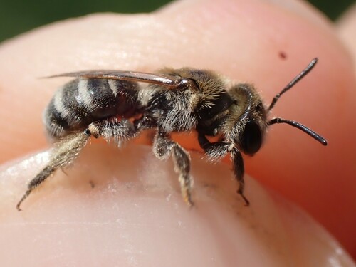 Andrena farinosa