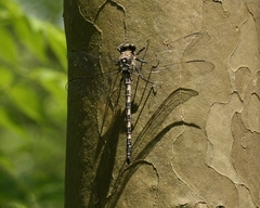 Tachopteryx thoreyi