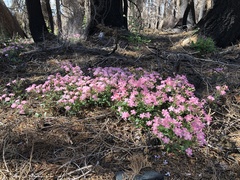 Phlox adsurgens