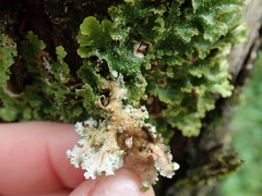 Pseudocyphellaria episticta