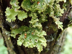 Pseudocyphellaria episticta