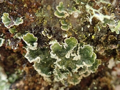 Erioderma sorediatum