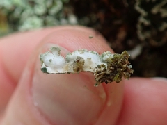 Erioderma sorediatum