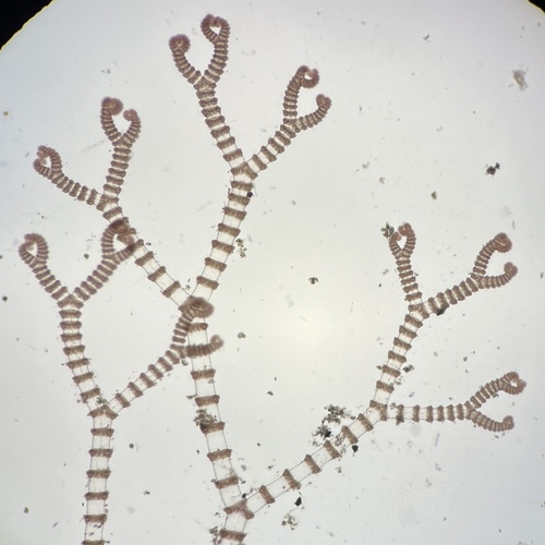 Pseudoceramium clarionense