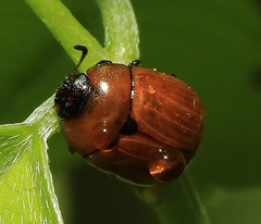 Gonioctena fulva