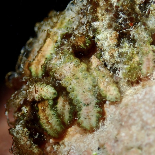 Palisada parvipapillata