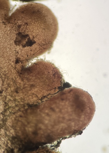 Palisada parvipapillata