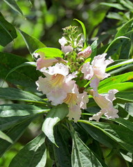 × chitalpa tashkentensis
