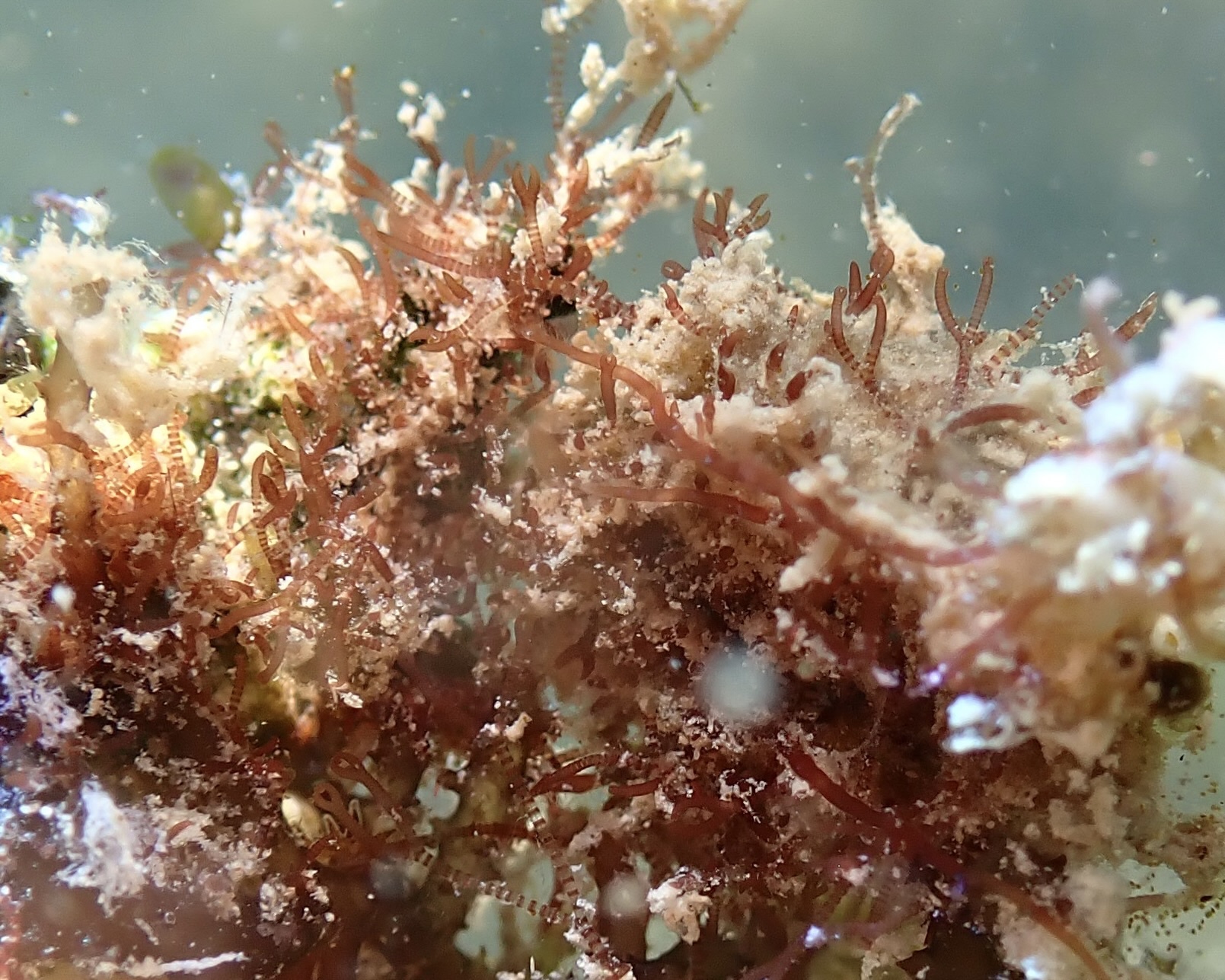 Ceramium diaphanum