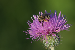 Cirsium texanum