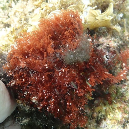 Portieria hornemannii observed 2024-11-10