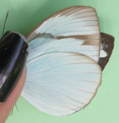 Itaballia demophile centralis