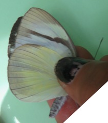 Itaballia demophile centralis