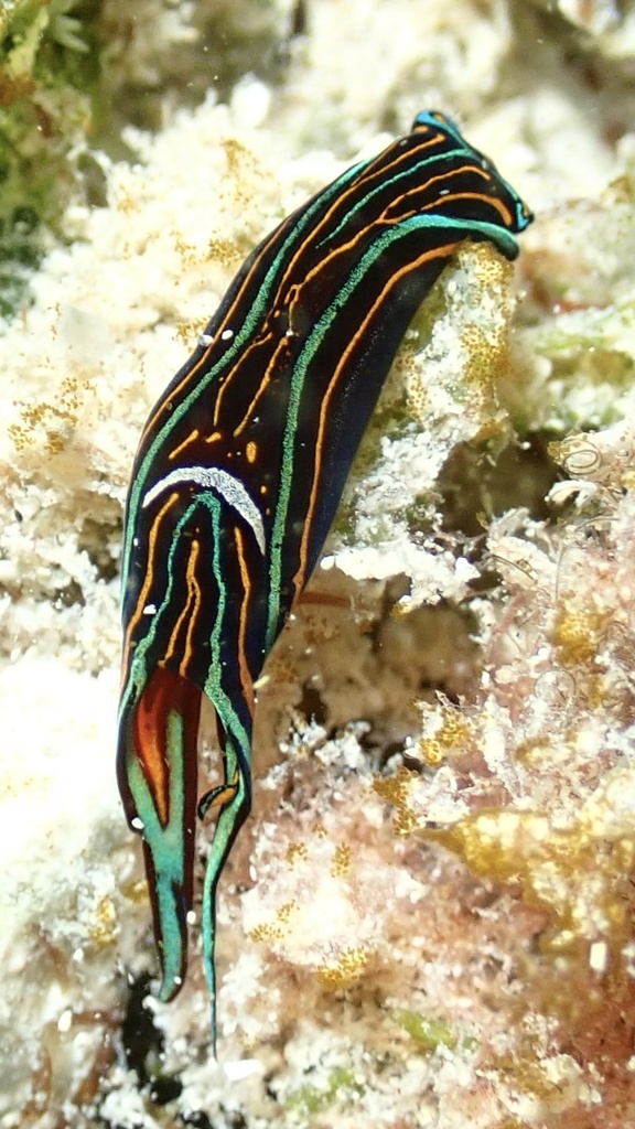 T-bar Swallowtail