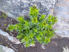 Gentiana calycosa