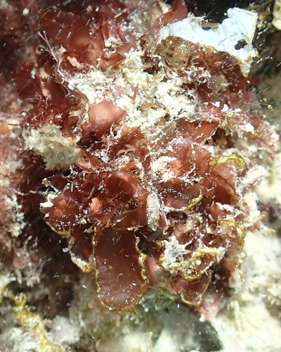 Amansia glomerata