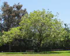 × chitalpa tashkentensis