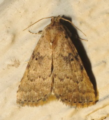 Arugisa latiorella