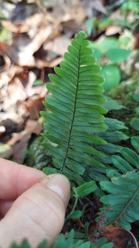 Pecluma dispersa, photograph 3