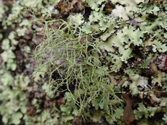 Ramalina peruviana