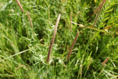 Hordeum brevisubulatum