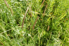 Hordeum brevisubulatum