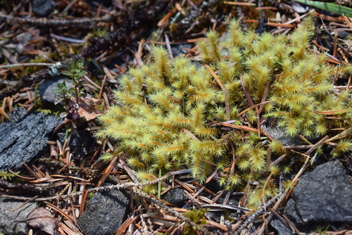Image of Breutelia chrysocoma by (c) Catherine McGuckin, some rights reserved (CC BY)