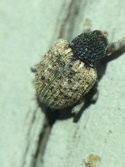 Pheloconus cribricollis