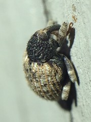 Pheloconus cribricollis